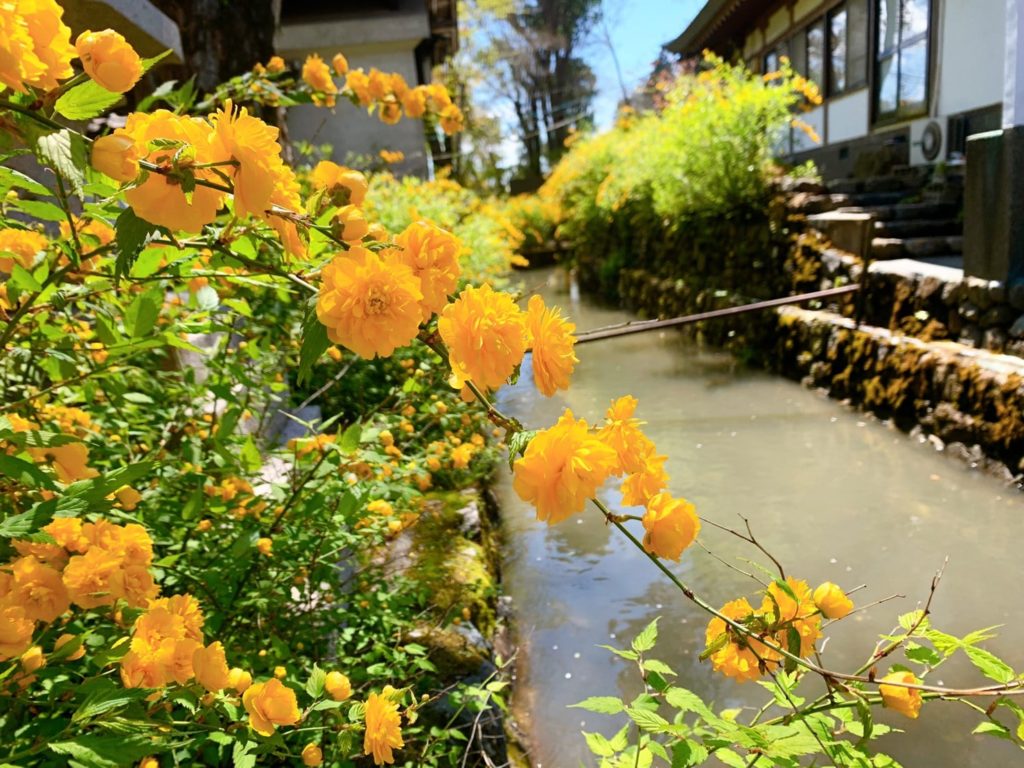 松尾大社 山吹 見頃　開花情報 